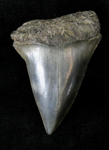 Large Fossil Mako Shark Tooth - #20759